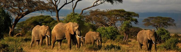 Kenia ja norsut