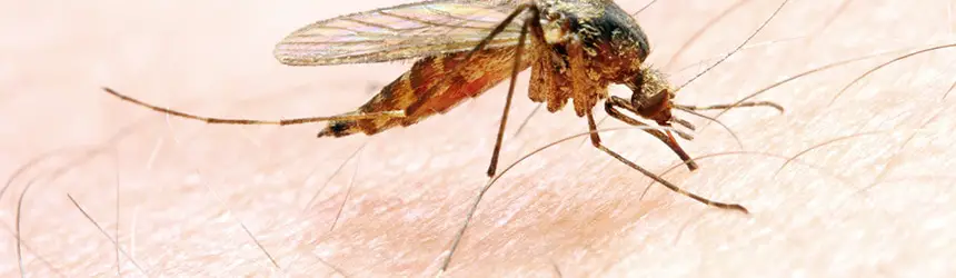 Malaria hyttynen