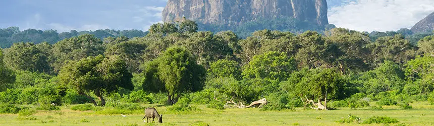 Yalan kansallispuisto, Sri Lanka